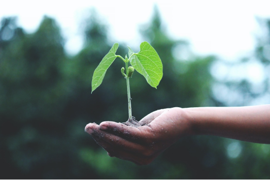 A person holding a small plant in their palm